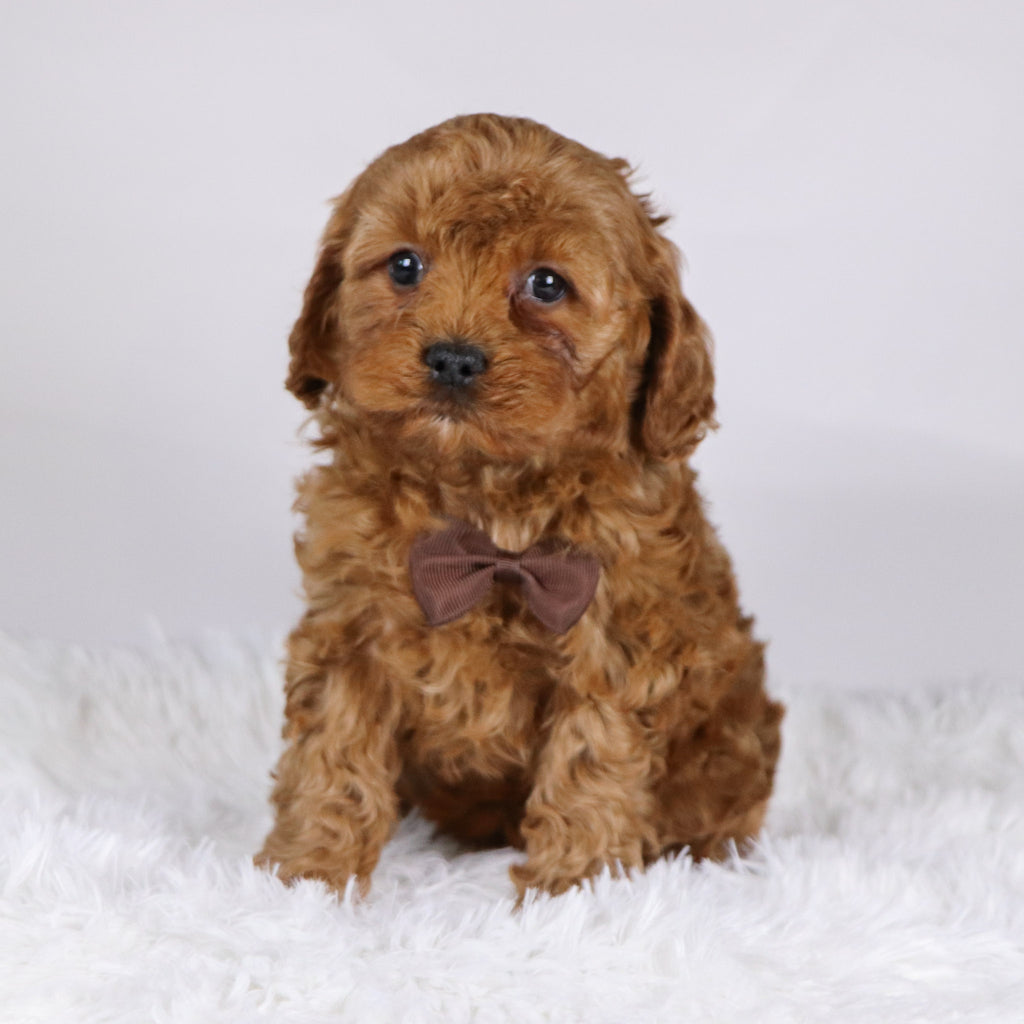 Vince - available 11/19