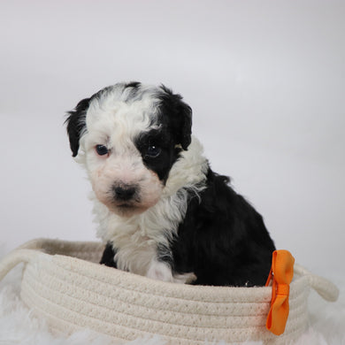 Wally - Available 11/5