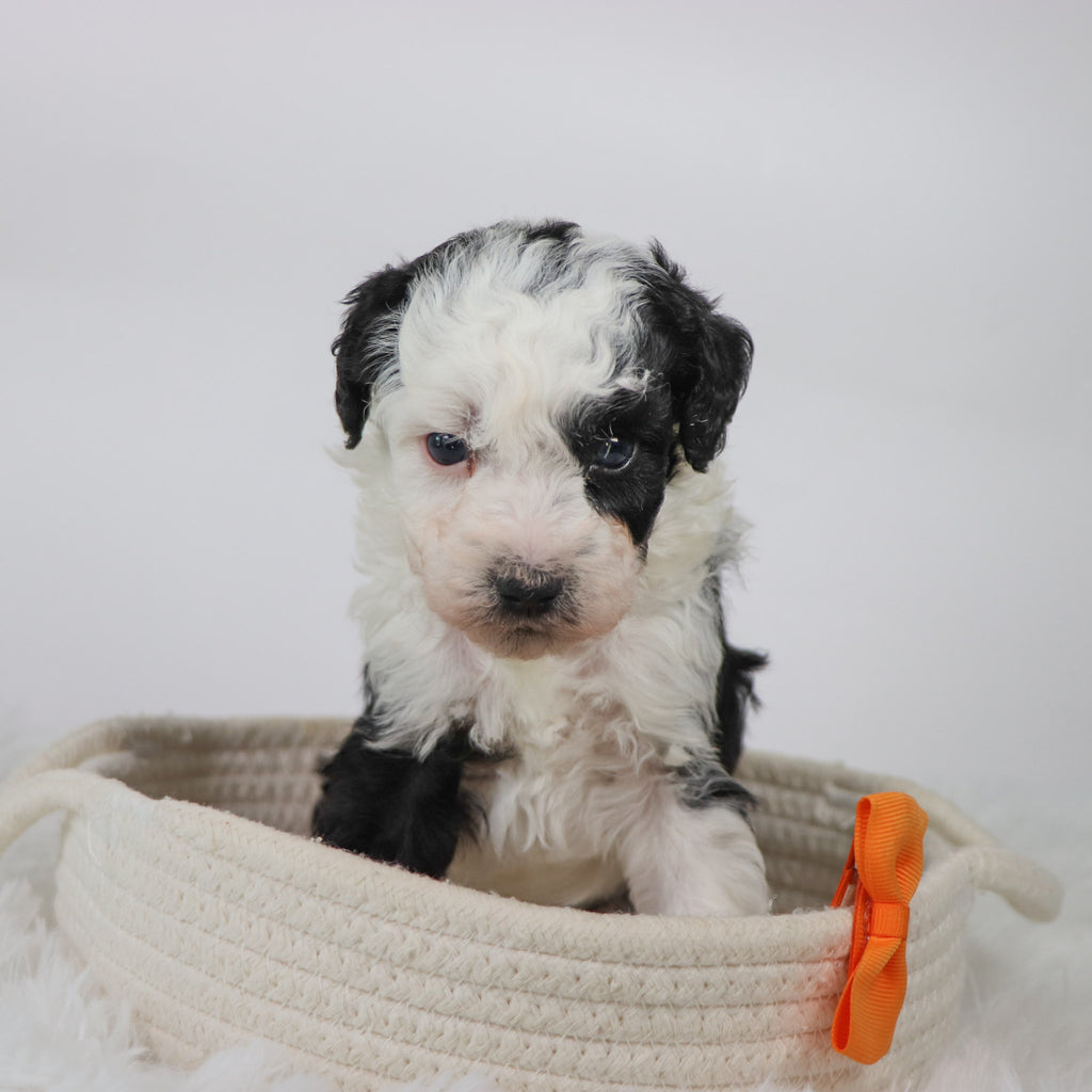 Wally - Available 11/5