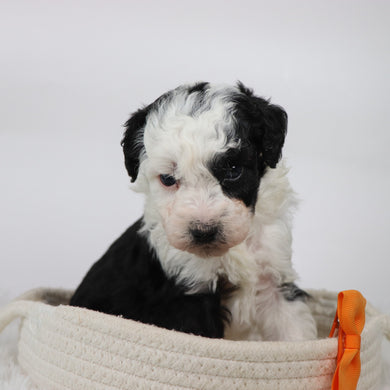 Wally - Available 11/5