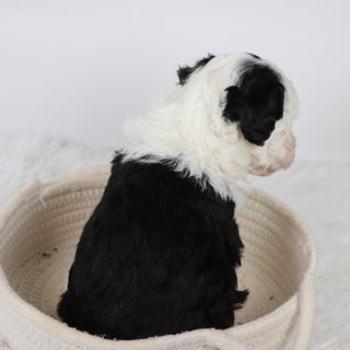 Wally - Available 11/5