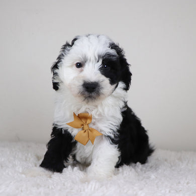Wally - Available 11/5