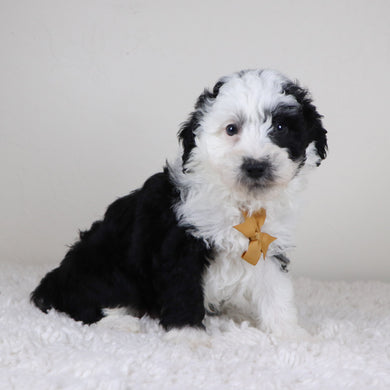 Wally - Available 11/5