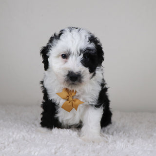 Wally - Available 11/5