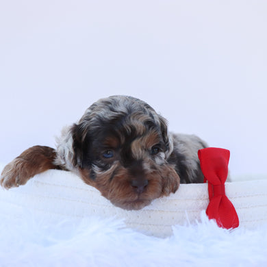 Walt - Available 8/6