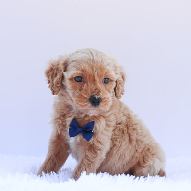 Warren - Available 6/26