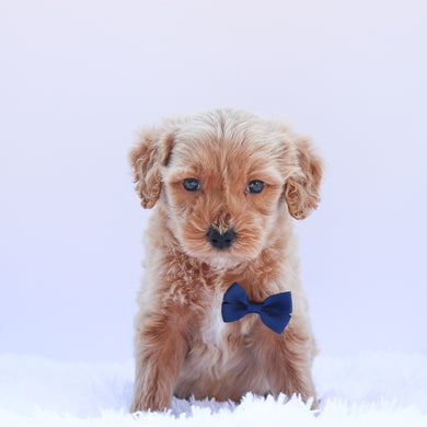 Warren - Available 6/26