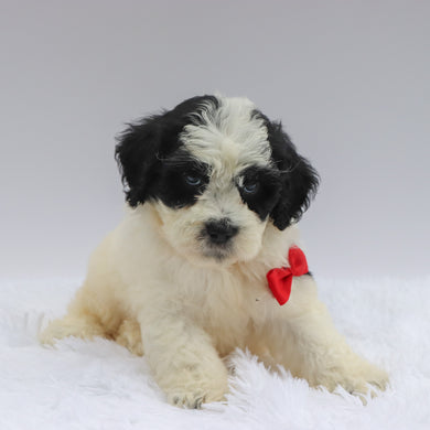 Puppies for sale in Modesto