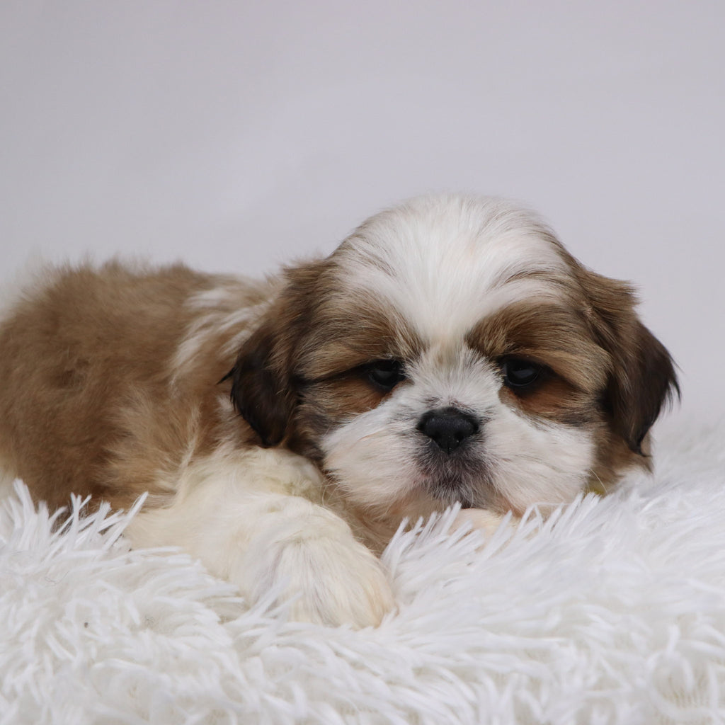 Will - Available 11/26