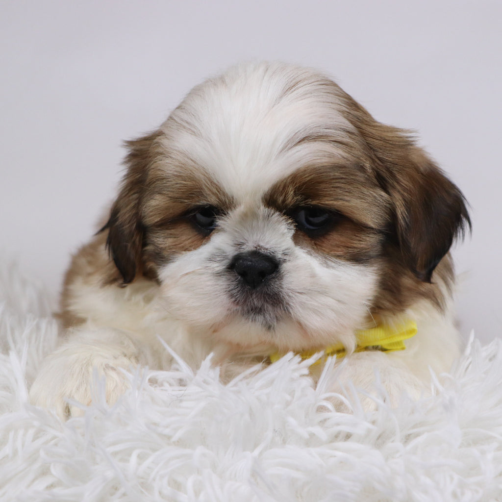 Will - Available 11/26