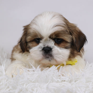 Will - Available 11/26