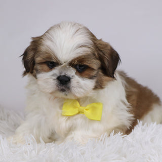 Will - Available 11/26