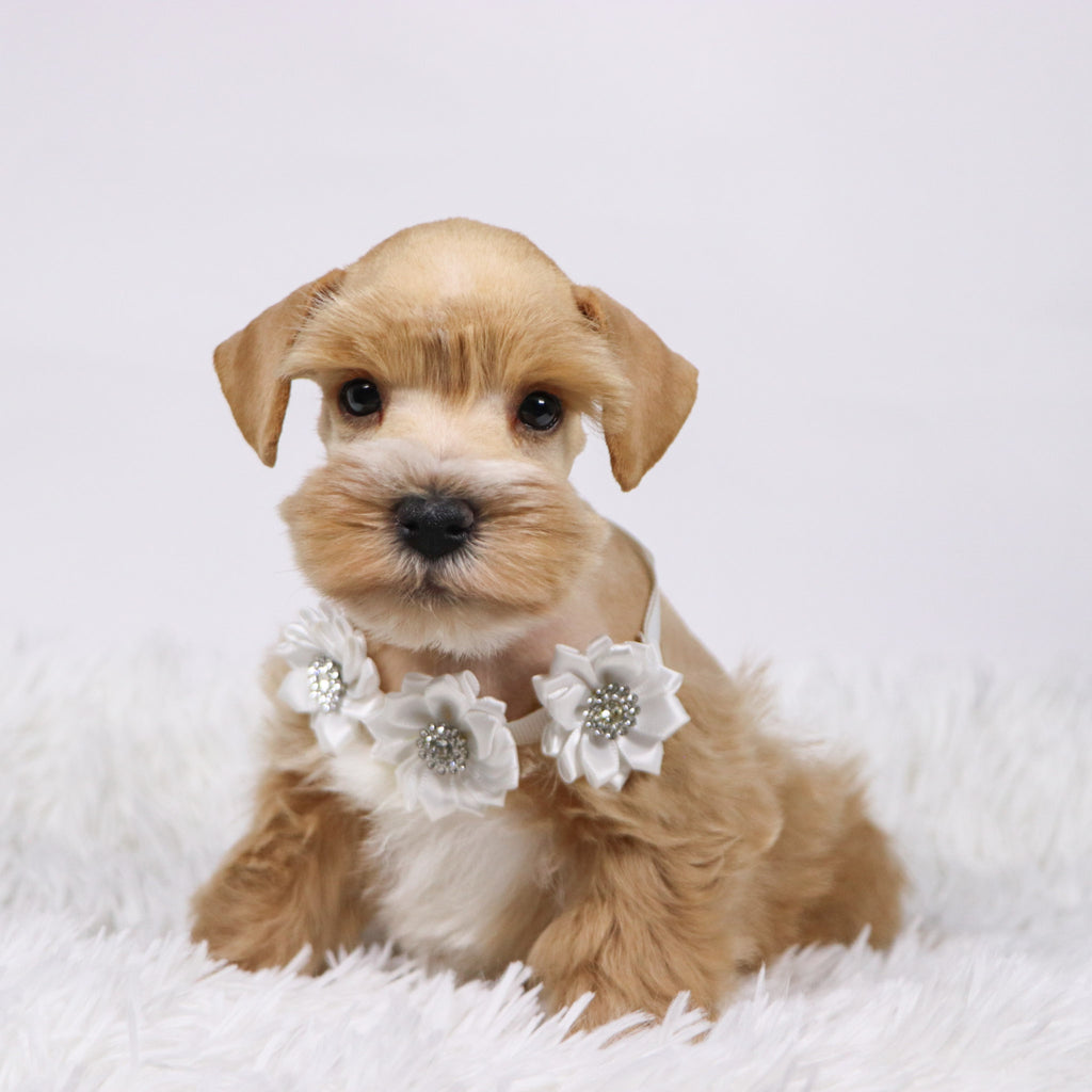 William - Available 11/5