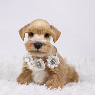 William - Available 11/5