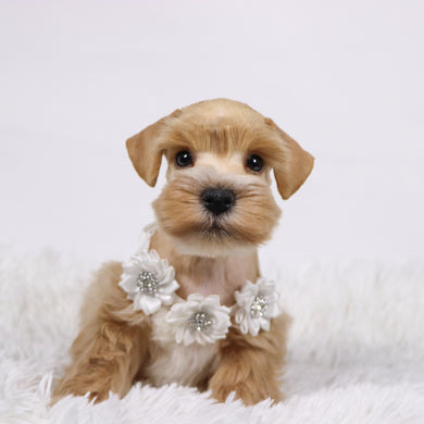 William - Available 11/5