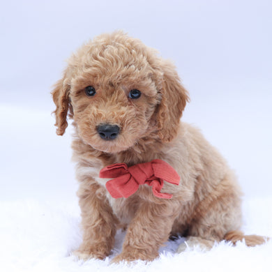 William - Available 9/10
