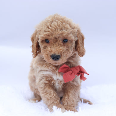 William - Available 9/10