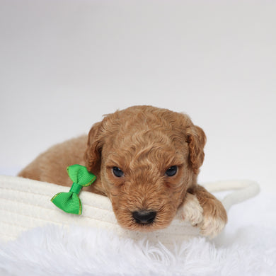 William - Available 9/10