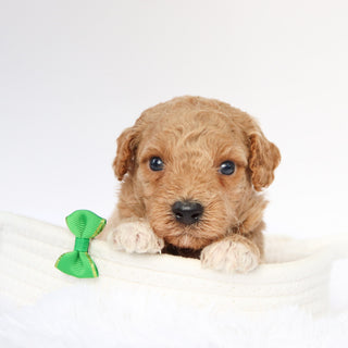 William - Available 9/10