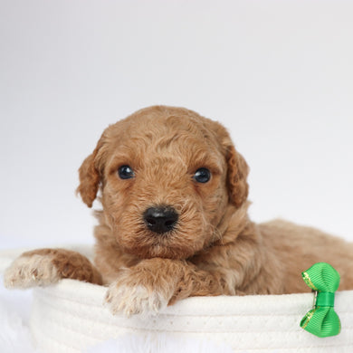William - Available 9/10