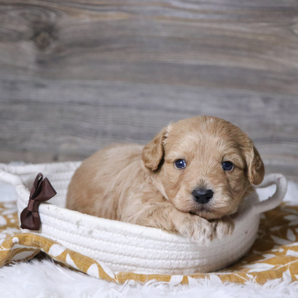 William - Available 12/23