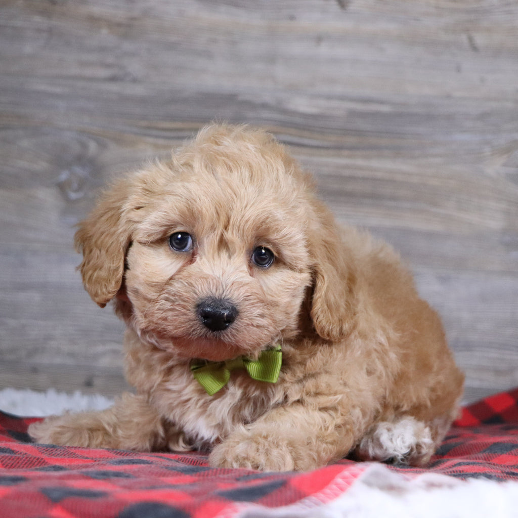 William - Available 12/23