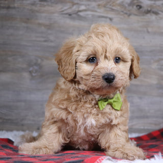 William - Available 12/23