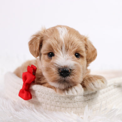 William - Available 11/5