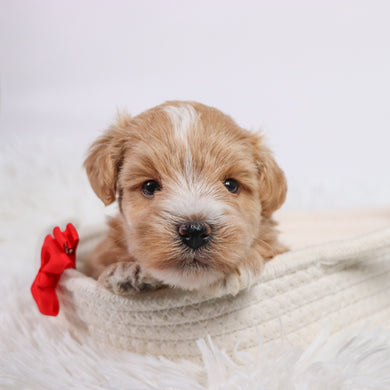 William - Available 11/5