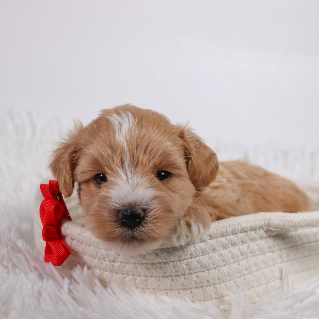 William - Available 11/5