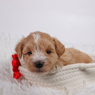 William - Available 11/5