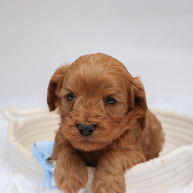 Willie - available 11/18
