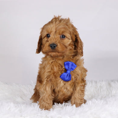 Willie - available 11/19