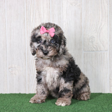 Willow - Available 6/4