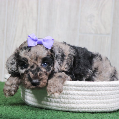 Willow - Available 6/4