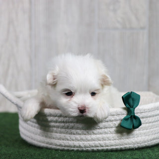 Wilson - Available 6/26
