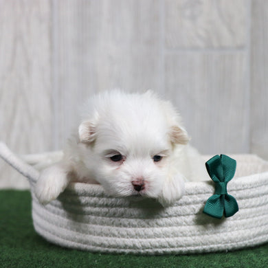 Wilson - Available 6/26