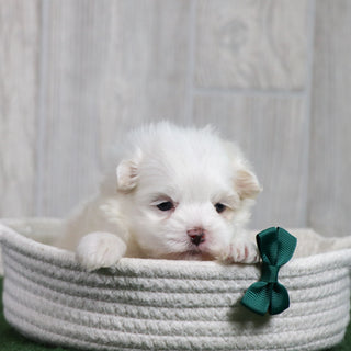 Wilson - Available 6/26