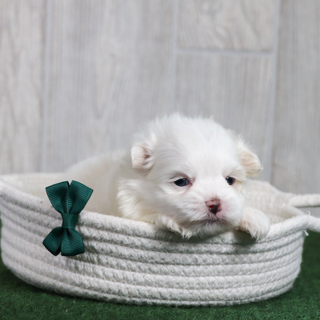 Wilson - Available 6/26