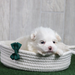 Wilson - Available 6/26