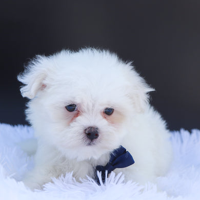 Wilson - Available 6/26