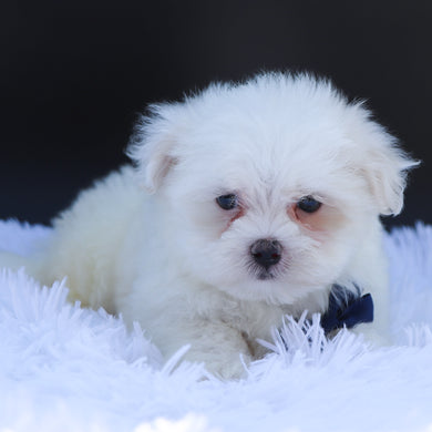 Wilson - Available 6/26