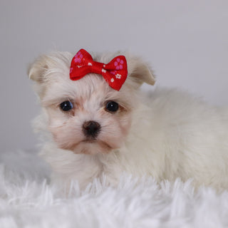 Wine - Available 11/26