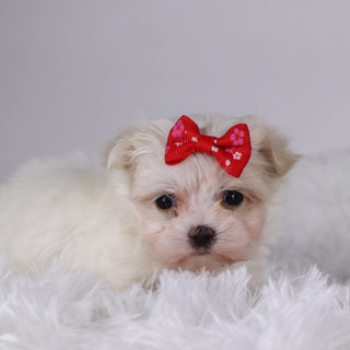 Wine - Available 11/26