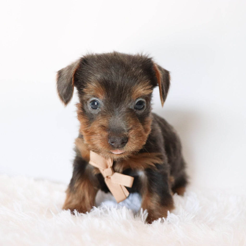 Woody - Available now