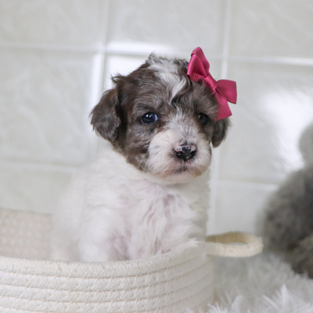 Wren - Available Now