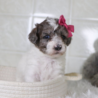 Wren - Available Now