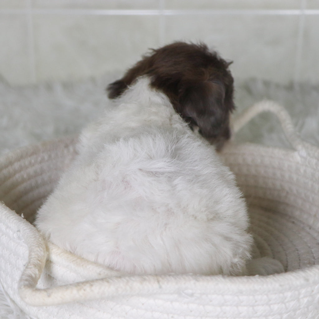 Wren - Available Now