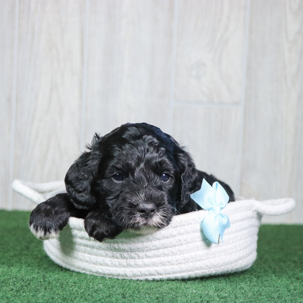 Wren - Available 6/4