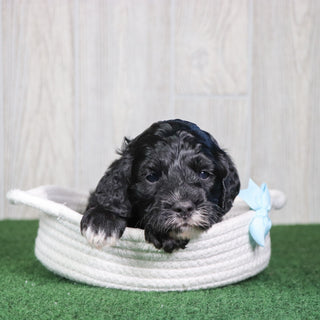 Wren - Available 6/4